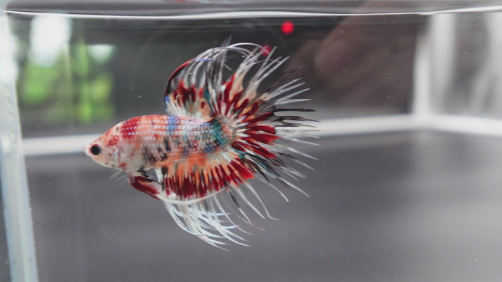 Rare Candy Crowntail Betta Fish