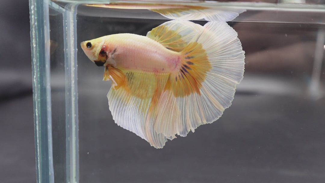 Rare Halfmoon Yellow Butterfly Betta Fish