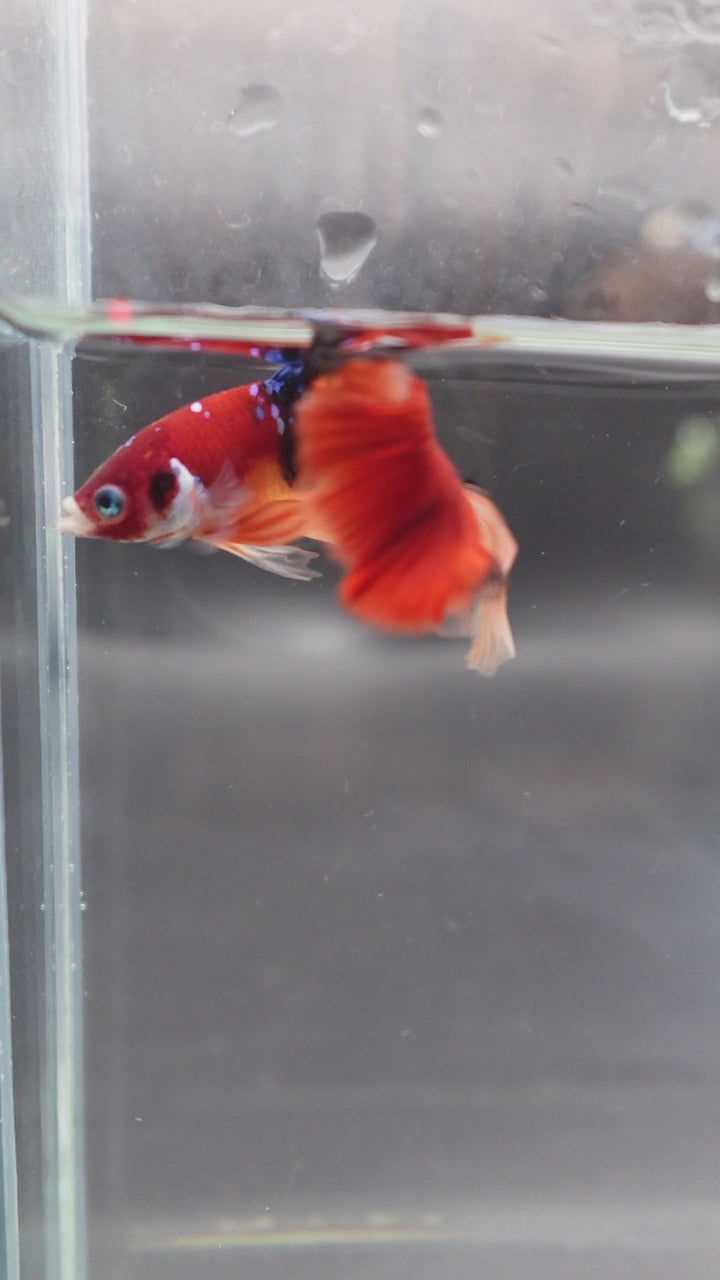 Rare Halfmoon Multicolors Betta Fish