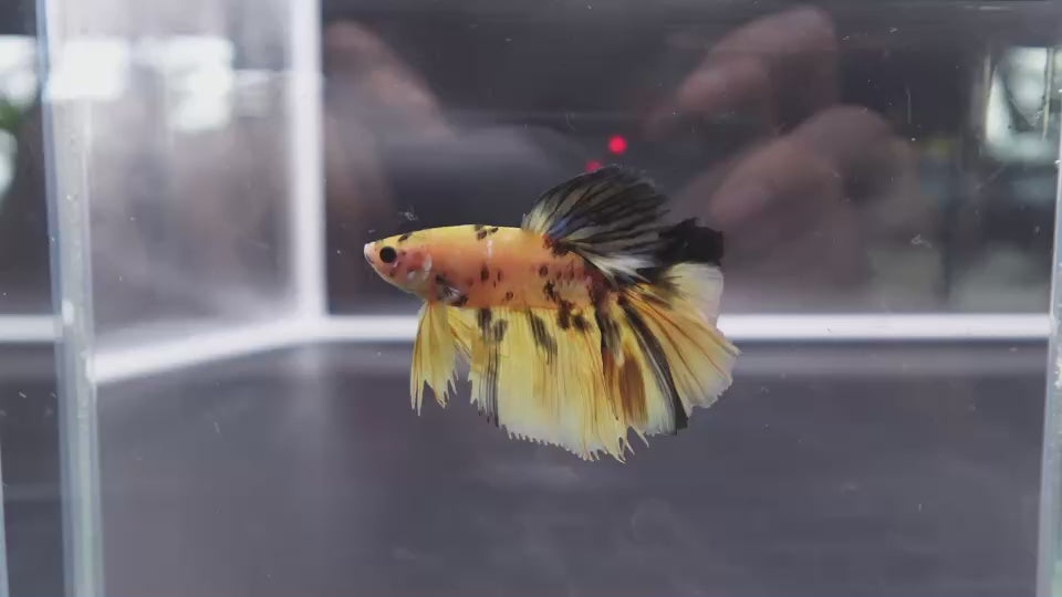Rare Halfmoon Multicolors Betta Fish