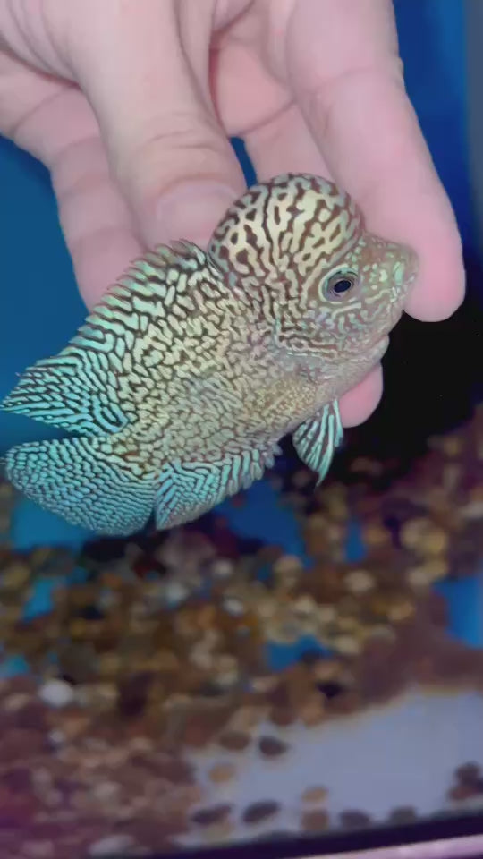 Rare Kamfa Flowerhorn