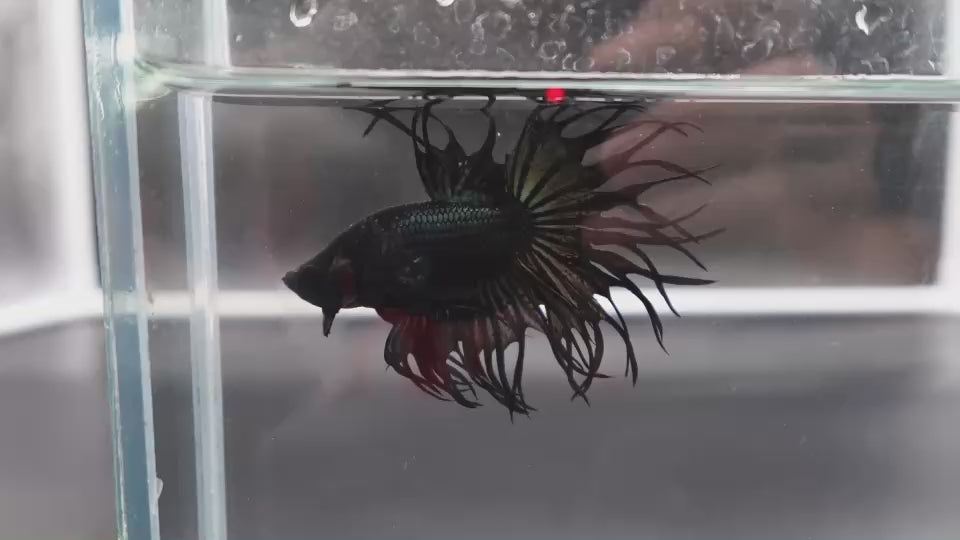 Rare King Crowntail Betta Fish