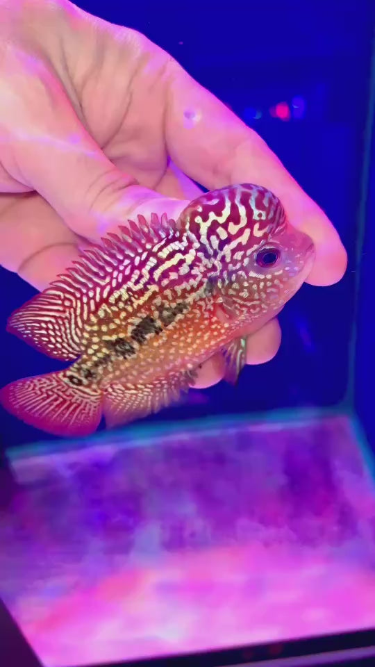 Rare Kamfa Flowerhorn