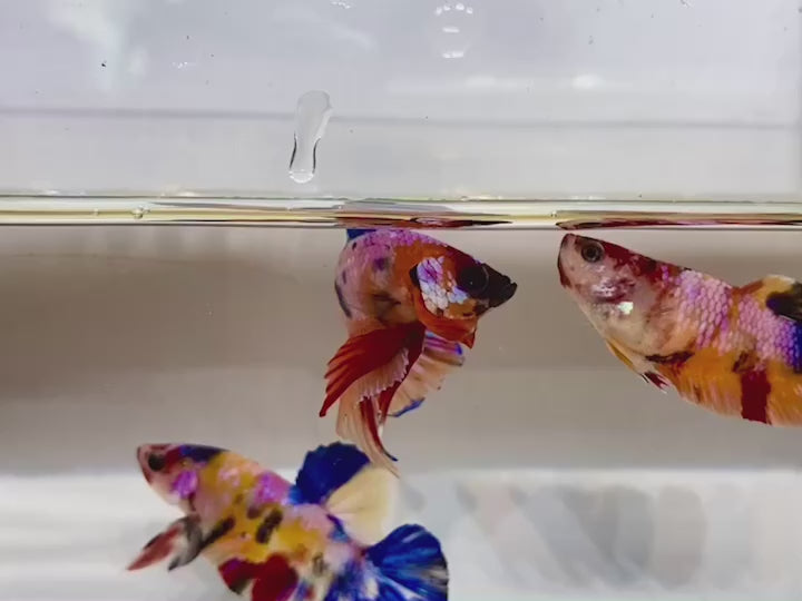 Rare Pair Koi Multicolors Betta Fish