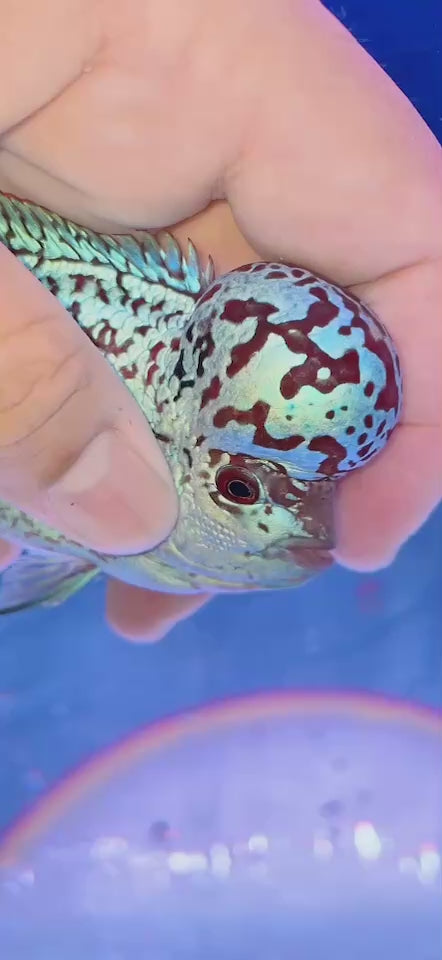 Rare Flowerhorn 4 inch