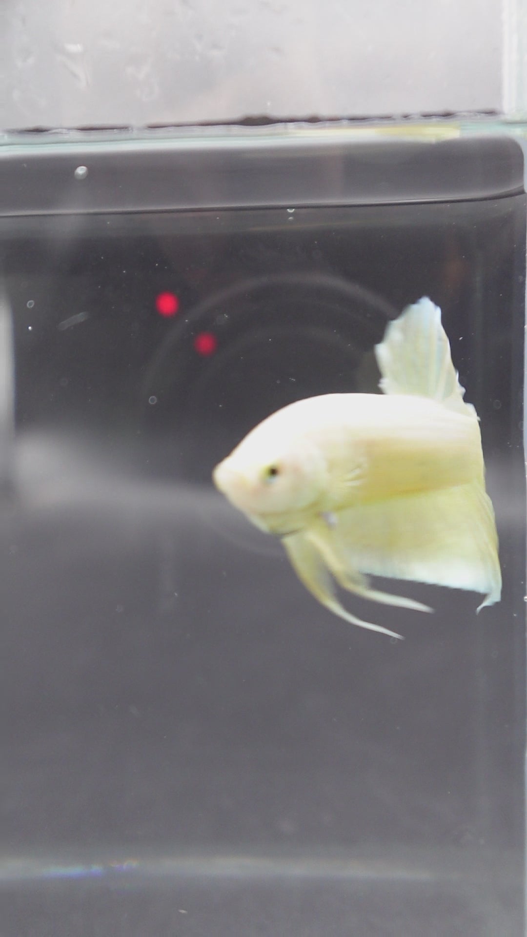 Gold Betta Fish