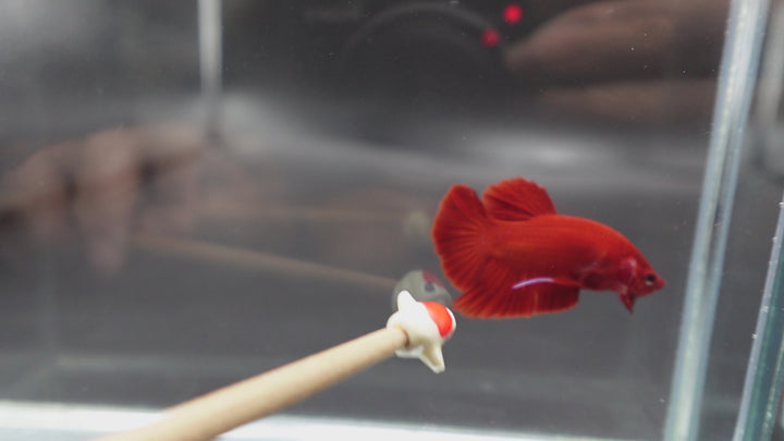 Scarlet Red Betta Fish