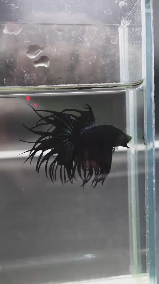 Rare King Crowntail Betta Fish
