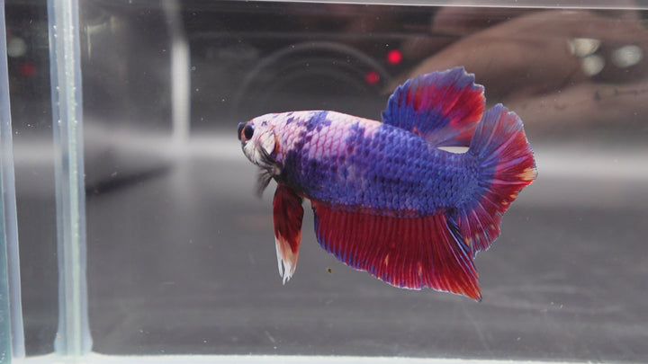 Rare Giant Multicolors Betta Fish