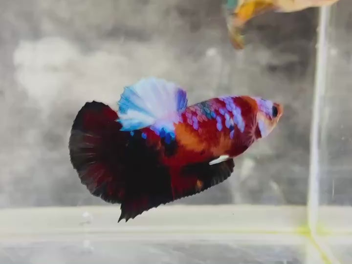 Rare Pair Koi Multicolors Betta Fish