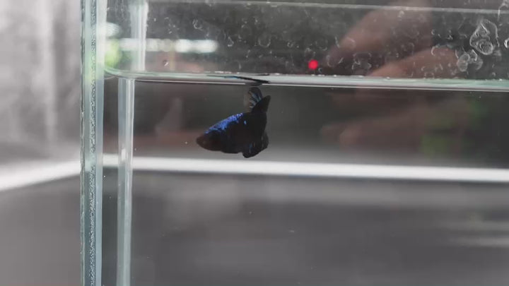 Rare Avatar Betta Fish