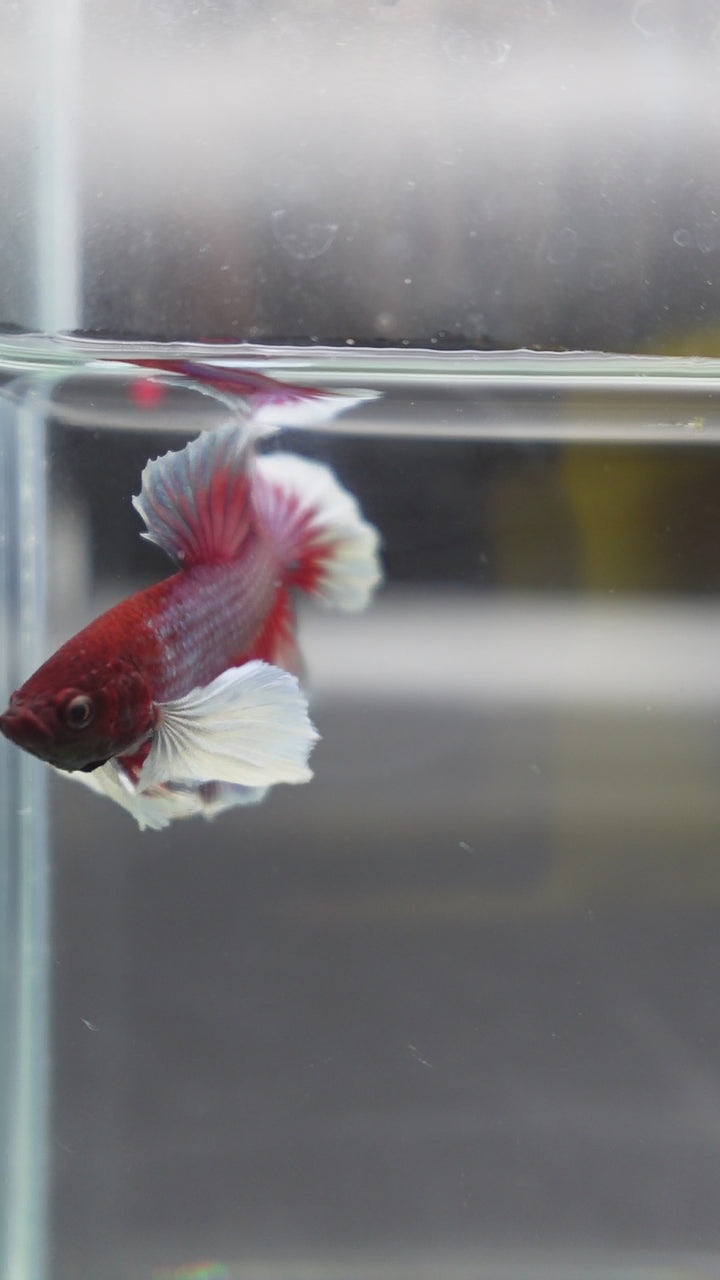 Rare Dumbo Crimson Red Betta Fish