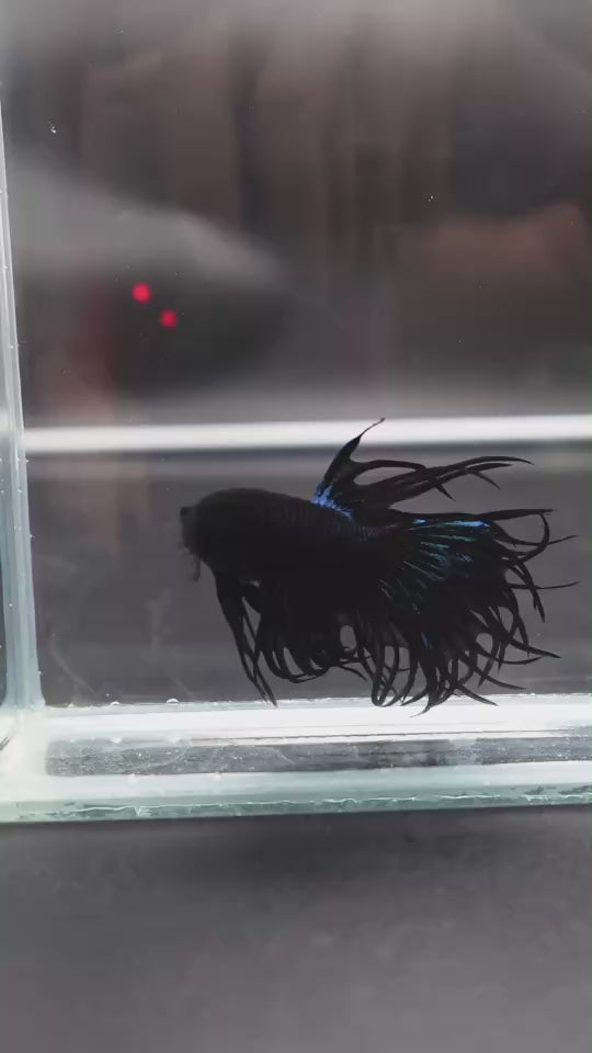 Rare King Crowntail Betta Fish
