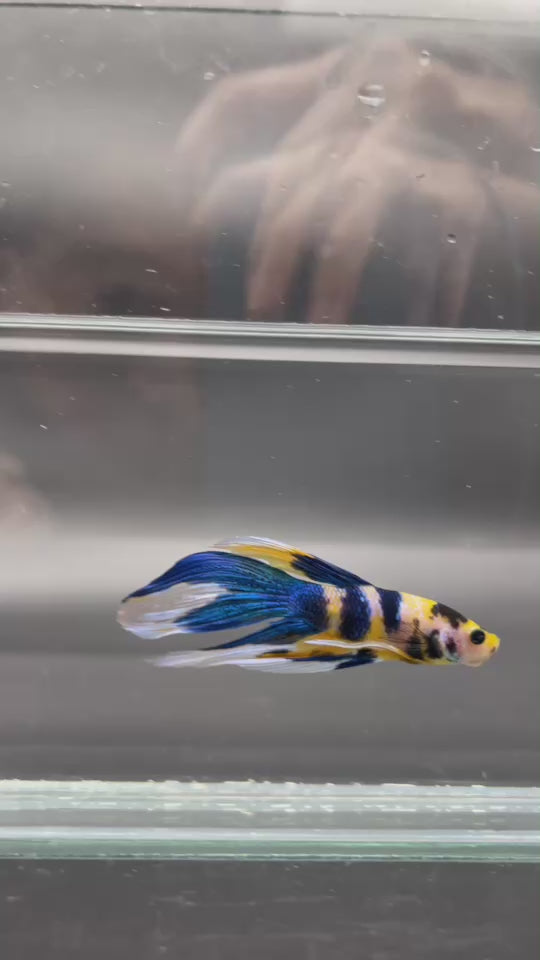 Competition - Veiltail Yellow Koi Betta Fish