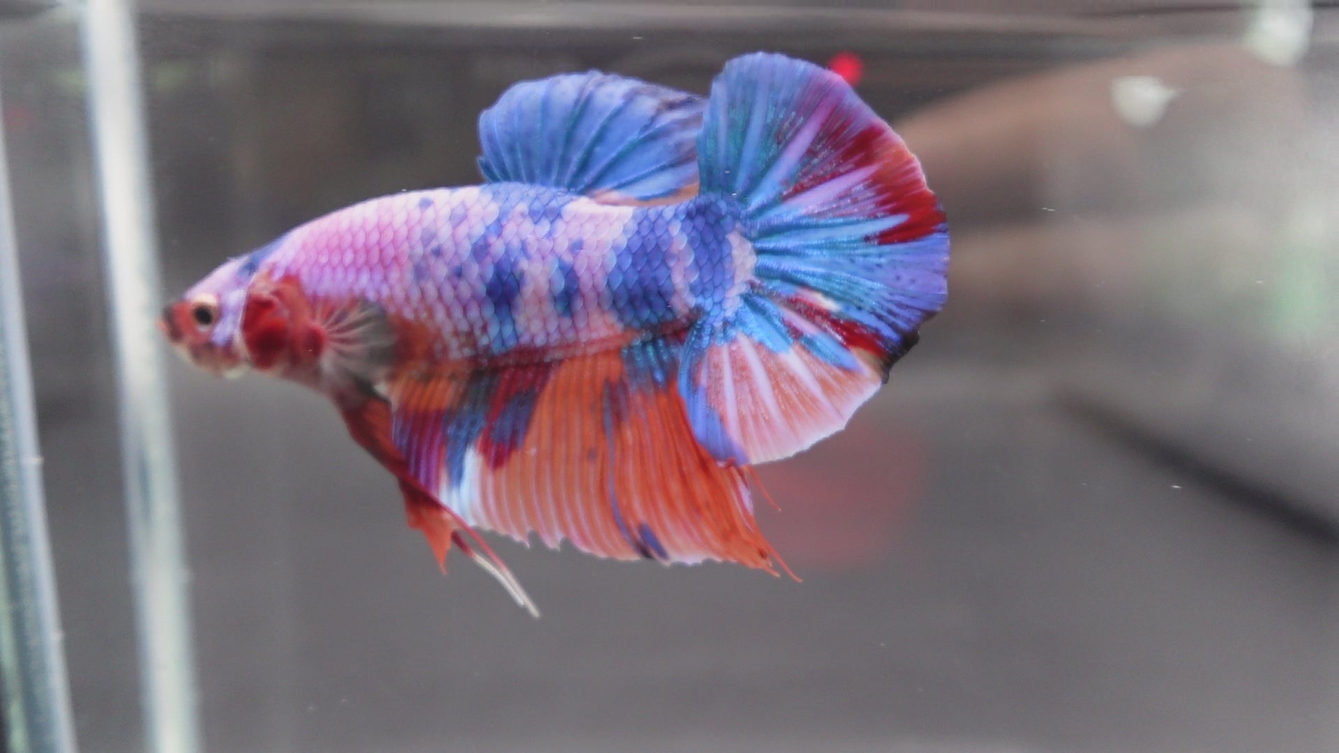 Rare Giant Multicolors Betta Fish