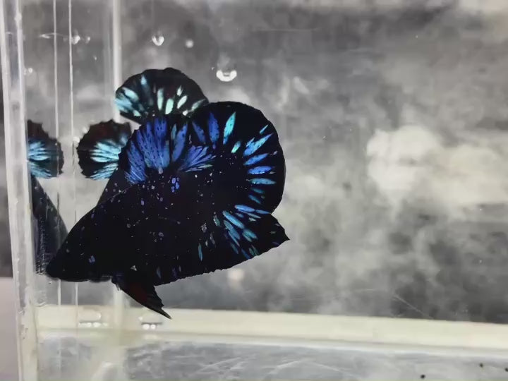 Rare Avatar Betta Fish