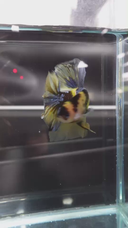 Rare Giant Multicolors Betta Fish
