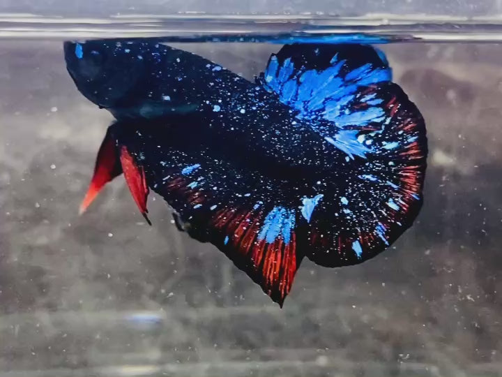 Rare Avatar Betta Fish