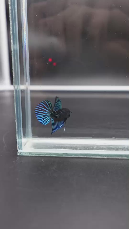 Green Mahachaiensis Betta