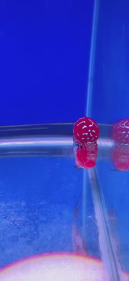 Rare Flowerhorn 4 inch