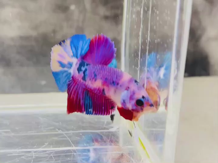 Rare Pair Koi Multicolors Betta Fish