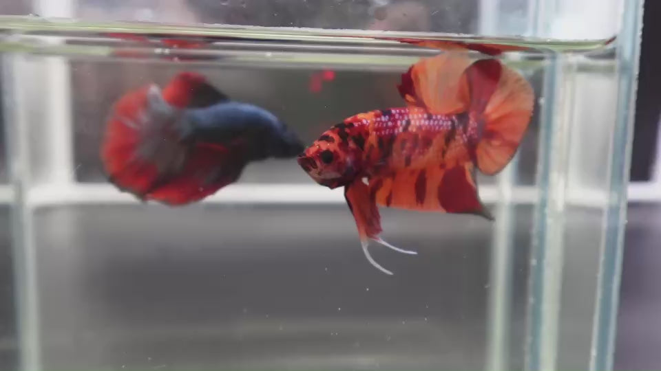 Rare Giant Multicolors Betta Fish