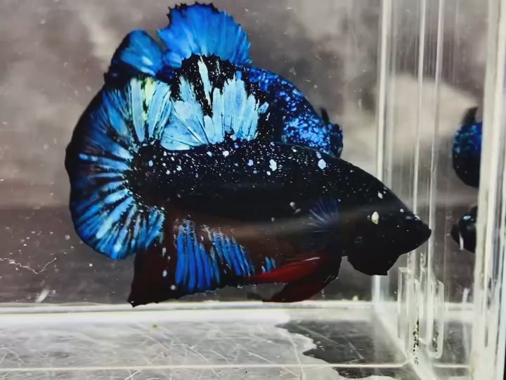 Rare Avatar Betta Fish