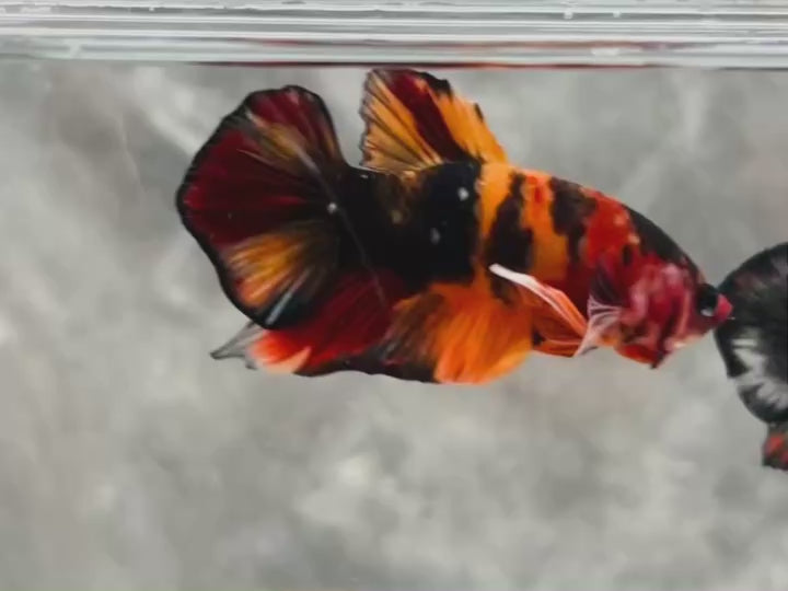 Rare Pair Koi Multicolors Betta Fish