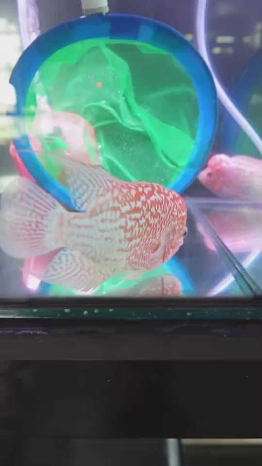 Rare Kamfa Golden Base Flowerhorn 4 inch