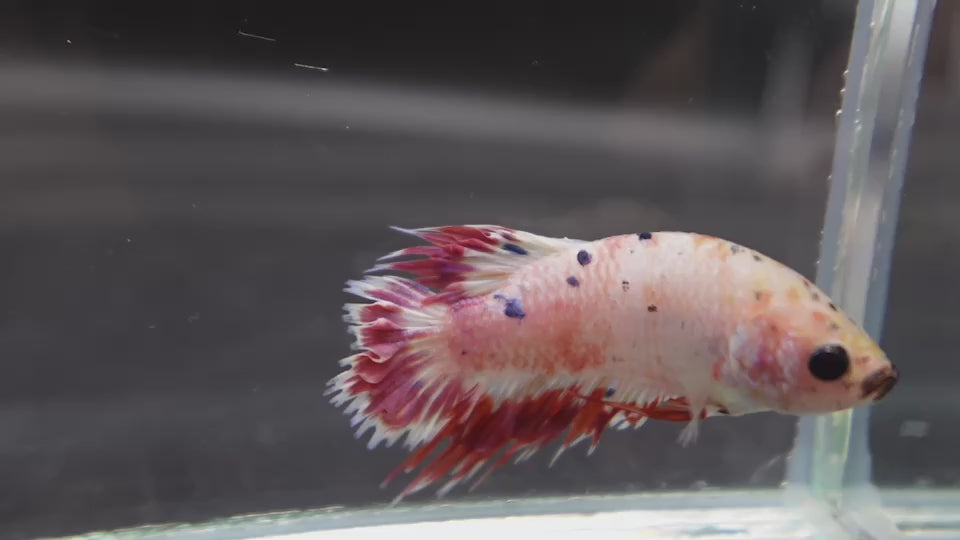 Rare CTPK Pink Tail Betta Fish