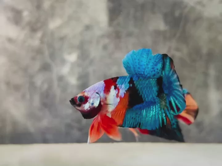 Rare Koi Multicolors Betta Fish