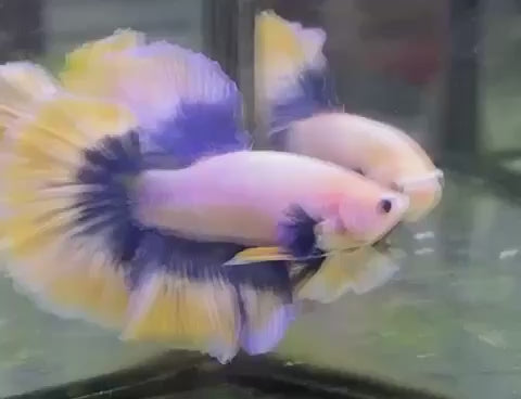 Halfmoon Butterfly Mustard Betta Fish