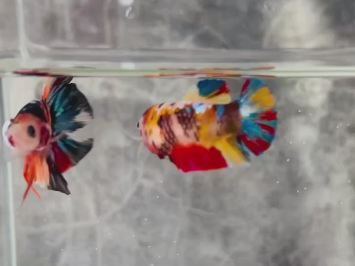 Rare Pair Koi Multicolors Betta Fish