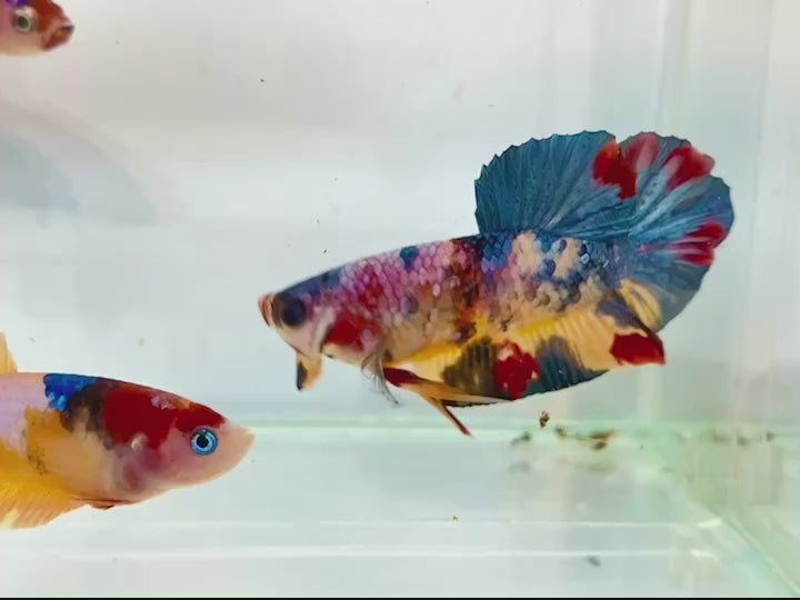 Rare Pair Koi Multicolors Betta Fish