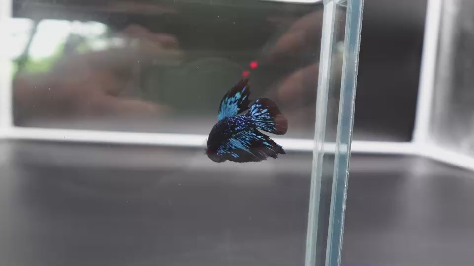 Rare Avatar Betta Fish