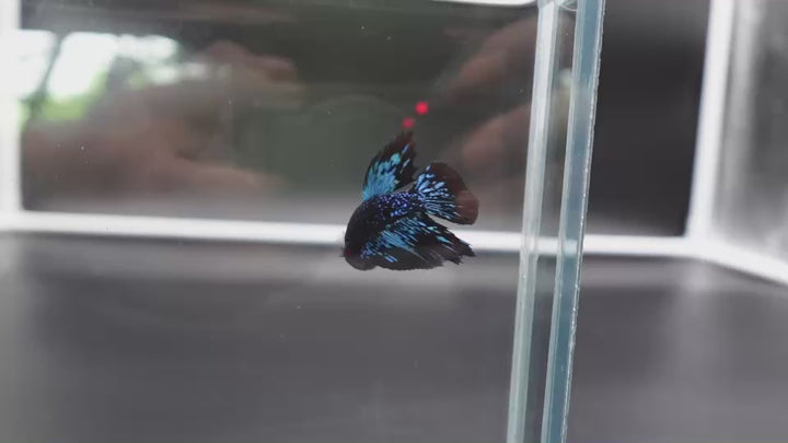 Rare Avatar Betta Fish
