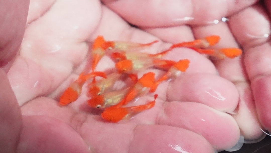 Blonde Tuxedo Koi Short Body Guppy Fish