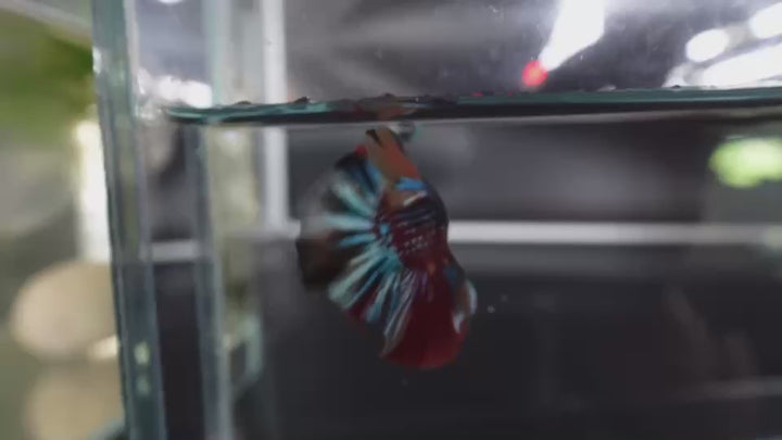 Competition grade - Multicolors Betta Fish