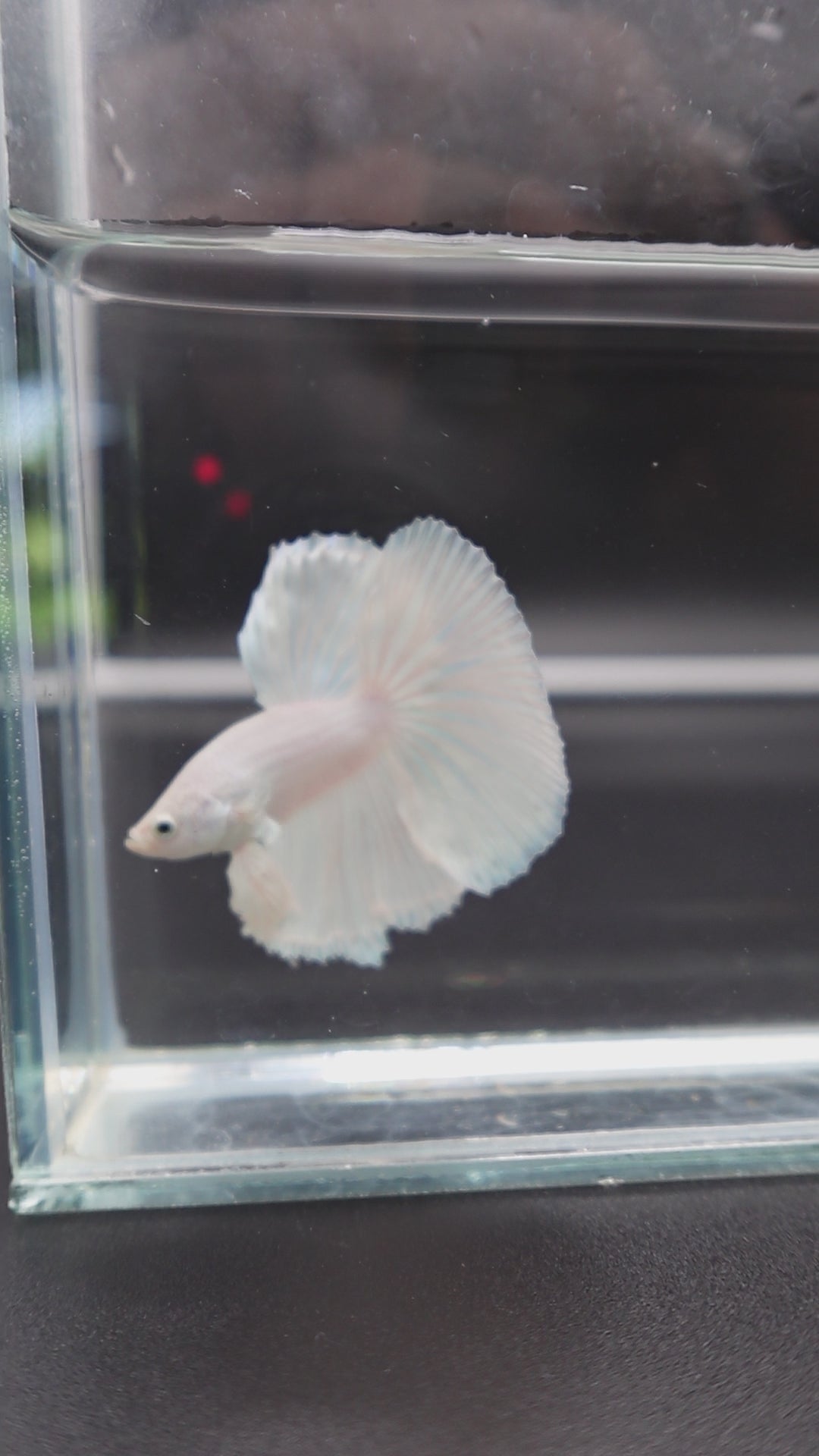 Halfmoon White Betta Fish