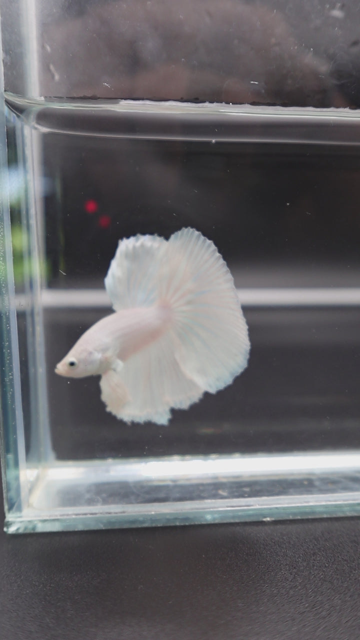 Halfmoon White Betta Fish