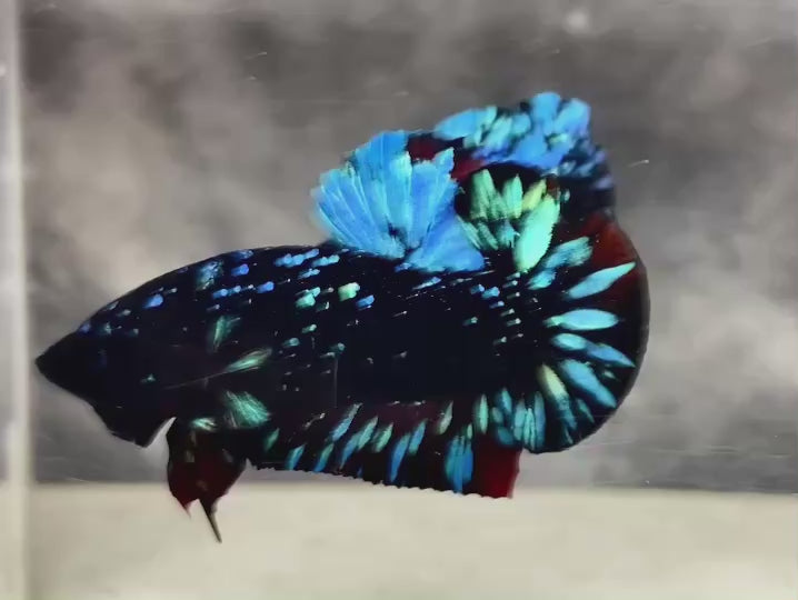 Rare Avatar Betta Fish