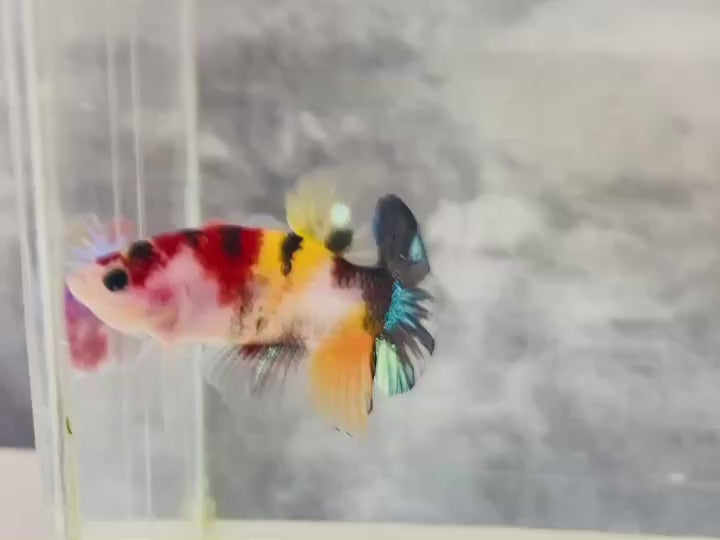 Rare Koi Multicolors Betta Fish