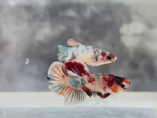 Rare Pair Nemo Copper Betta Fish