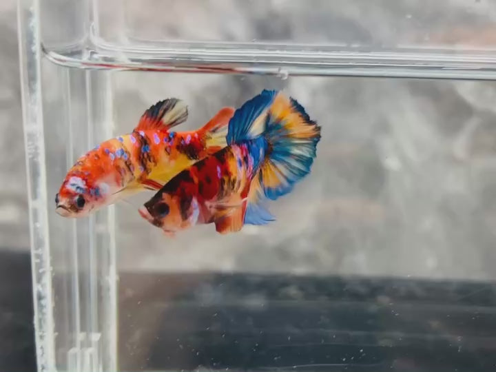 Rare Pair Koi Multicolors Betta Fish