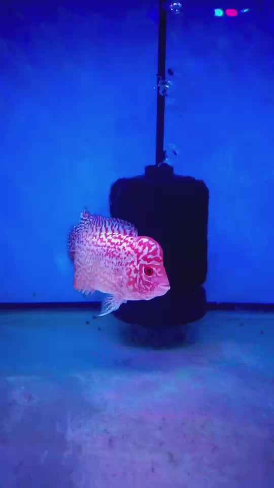 Rare Kamfa Golden Base Flowerhorn 3.5 inch
