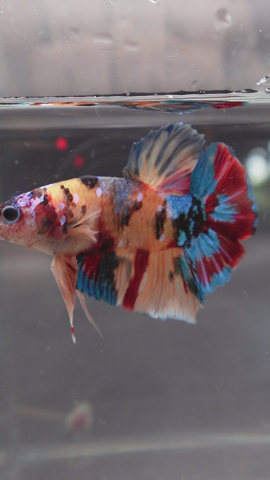 Competition Grade - Giant Multicolors Betta Fish