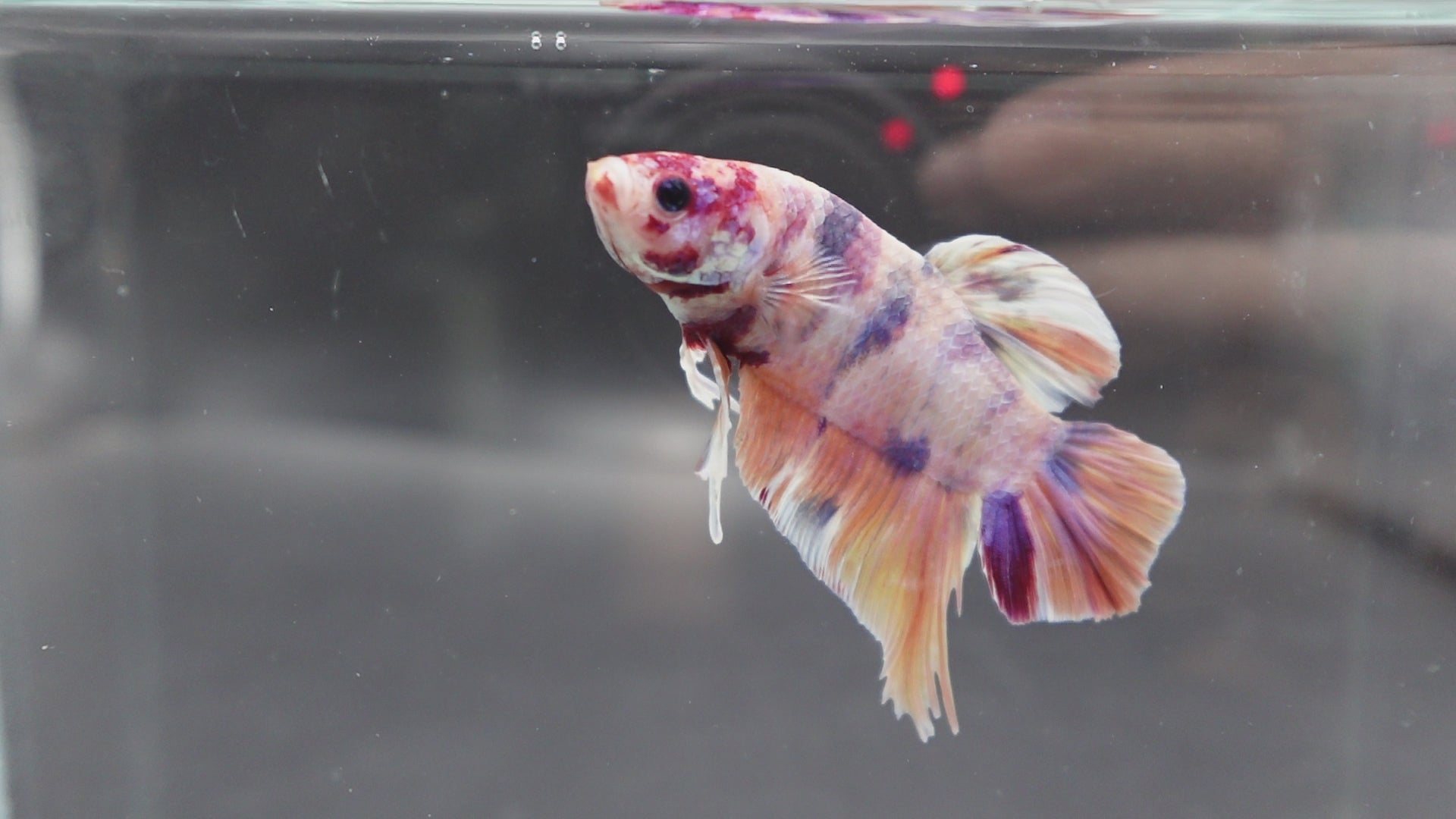 Rare Giant Multicolors Betta Fish