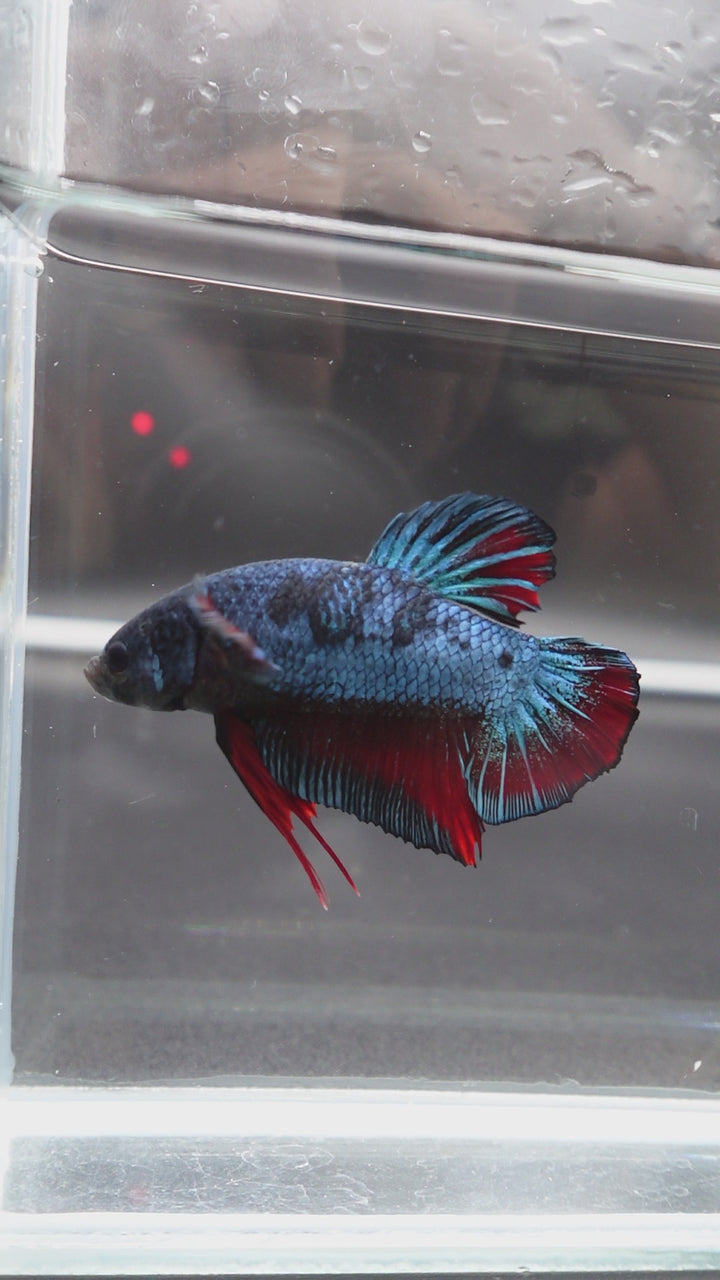 Rare Giant Antique Betta Fish