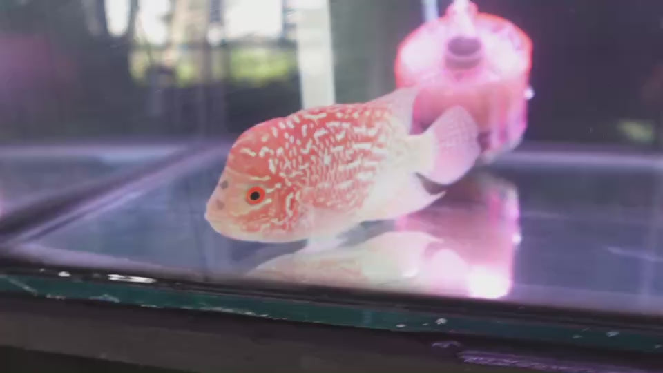 Rare Kamfa Golden Base Flowerhorn 4 inch