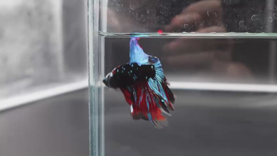 Rare Halfmoon Black Star Betta Fish